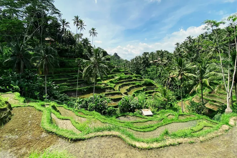 Green rice terraces and tropical palms in Ubud, Bali
